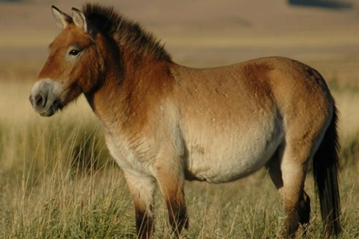 RCH researchers also take part in an international collaboration exploring the history of horse domestication