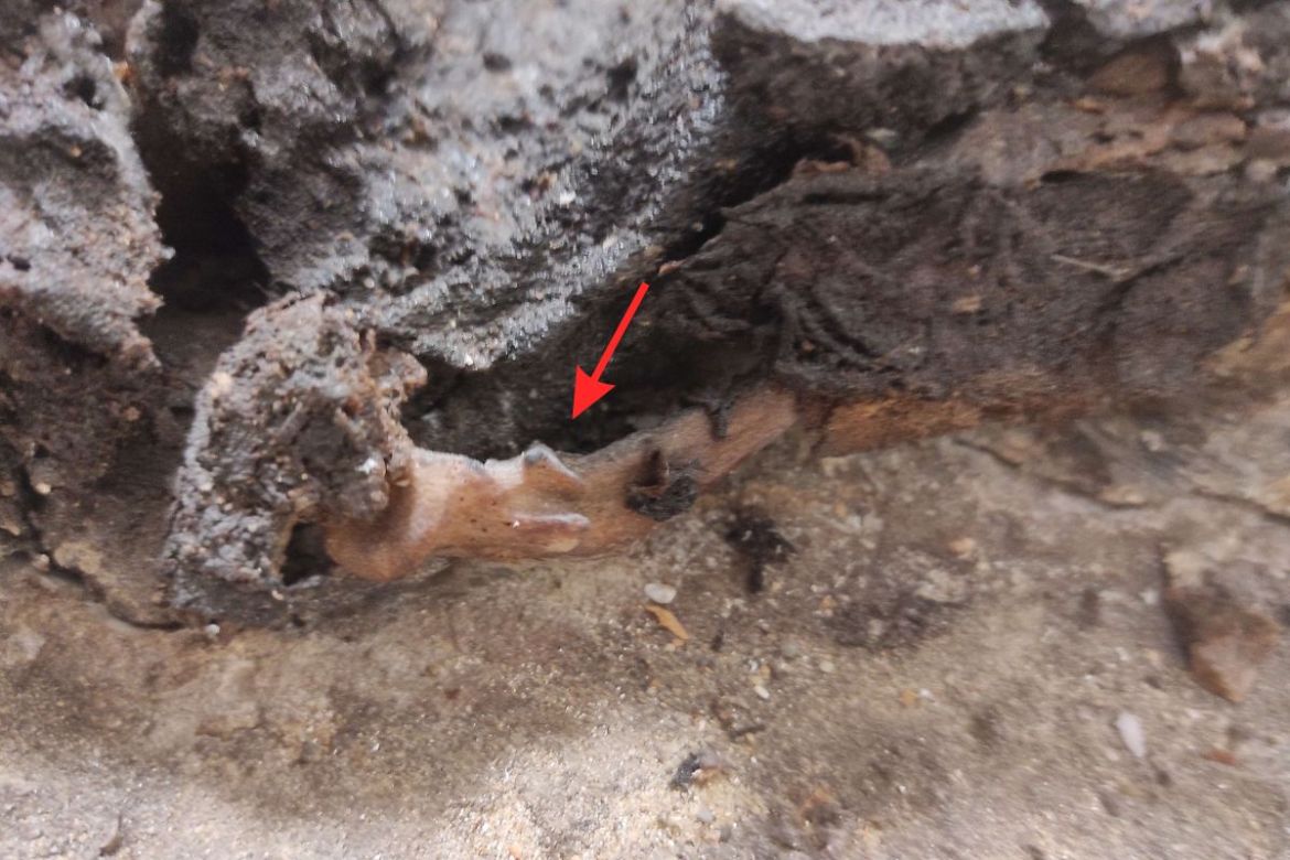 Csontkinövés a bal oldali kulcscsonton, valószínűleg szalag eredetű sérülés nyoma. Fotó: Kiss Krisztián